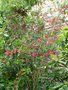 vignette Crinodendron hookerianum - Arbre aux lanternes du Chili