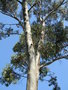vignette Eucalyptus rubida