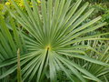 vignette Trachycarpus sp  Nova, mon jardin