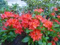 vignette Rhododendron Bakeri Camp's red Cumberlandense au 16 06 13