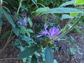 vignette Rhododendron Trichantum aux feuilles poilues  au 16 06 13