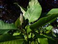 vignette Magnolia Delavayii red drogon gros plan du bouton floral au 15 06 13