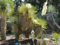 vignette Yucca thompsoniana Trelease