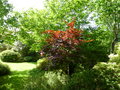 vignette Acer palmatum 'Purpureum' - Erable