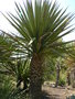 vignette Yucca grandiflora