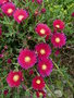 vignette lampranthus roseus 'pink'