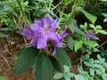 vignette Rhododendron Trichantum au20 06 13