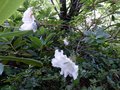 vignette Azalea japonica Palestrina au 20 06 13