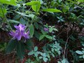 vignette Rhododendron Trichantum autre vue au 20 06 13