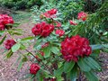 vignette Rhododendron Leo au 19 06 13