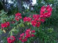 vignette Rhododendron Melville au 15 06 13