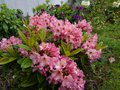 vignette Rhododendrons en compagnie cot nord au 15 06 13