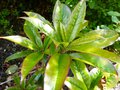 vignette Rhododendron Latoucheae var latoucheae au 15 06 13