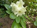 vignette Rhododendron Wardii golden star gros plan au 15 06 13