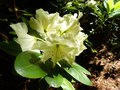 vignette Rhododendron Wardii golden star autre gros plan au 15 06 13