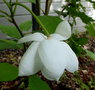 vignette Magnolia sieboldi 