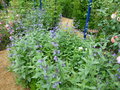 vignette Nepeta sibirica