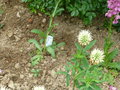 vignette Trifolium ochroleucum