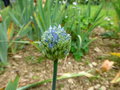 vignette Allium caeruleum