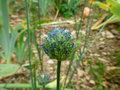 vignette Allium caeruleum