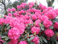 vignette rhododendron 'Cynthia'