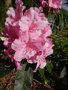vignette Rhododendron 'Pink pearl'