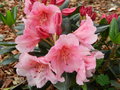 vignette Rhododendron 'Virginia Richard's'