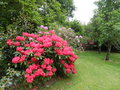 vignette Rhododendron 'Britannia