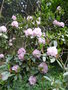 vignette Rhododendron 'gomer waterer'