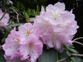 vignette rhododendron 'gomer waterer'