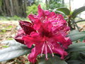 vignette rhododendron 'Marie Fortie'