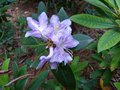 vignette Rhododendron Trichantum autre vue au 24 06 13