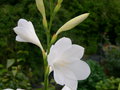 vignette Watsonia borbonica ssp. ardernei = Watsonia pyramidata - Lis du Cap