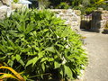 vignette Dierama, blanc