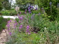 vignette Camassia leichtlini