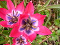 vignette Tulipa 'Little Beauty'