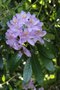 vignette Rhododendron ponticum 'Cheiranthifolium'