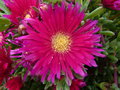 vignette lampranthus roseus 'pink'