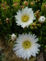 vignette lampranthus roseus 'white'