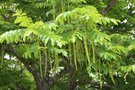 vignette Pterocarya fraxinifolia