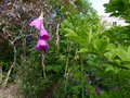 vignette Dierama Pulcherrimum autre vue au 28 06 13