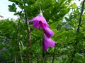 vignette Dierama Pulcherrimum gros plan au 28 06 13