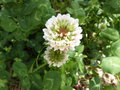 vignette trifolium repens (fleur)