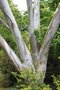 vignette Eucalyptus pauciflora ssp. niphophila