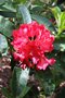vignette Rhododendron 'Doncaster'