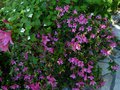 vignette Rhododendron Nakaharae au 30 06 13