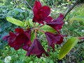 vignette Rhododendron Impy au 30 06 13
