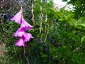 vignette Dierama Pulcherrimum gros plan au 30 06 13