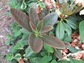 vignette Rhododendron Invitation aux nouvelles pousses bronze au 08 05 09