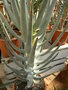 vignette Aloe dichotoma